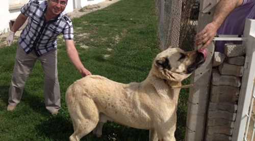 104 kişi kuduz oldu