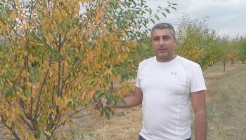 13 Bin Kiraz Ve Vişne Ağacı Susuzluktan Kuruyor
