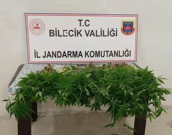 130 Kök Kenevir Bitkisi Ele Geçirildi
