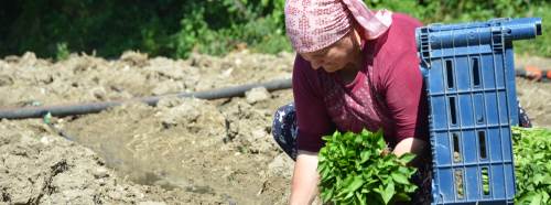 162 yıllık ata tohumu geleneği Bilecik'te yaşatılıyor