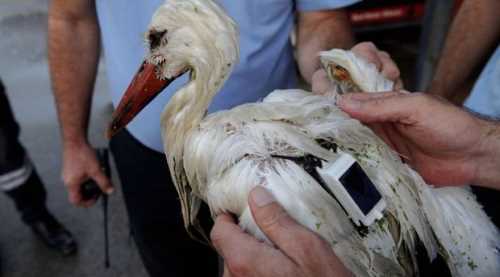 2 bin 600 km uçtu Mersin'de vuruldu