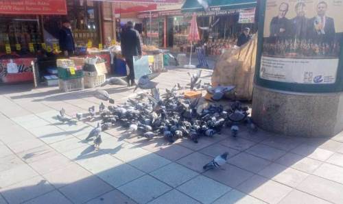 2 Eylül Caddesi’nde güvercin yoğunluğu