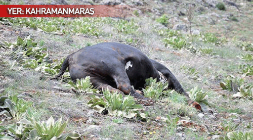 2 km kovaladı hepsini tek tek vurdu