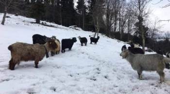 20 Bin Küçükbaş Hayvan Aşılanacak
