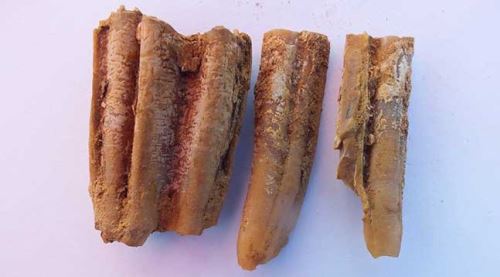 200 bin yıllık müthiş keşif!