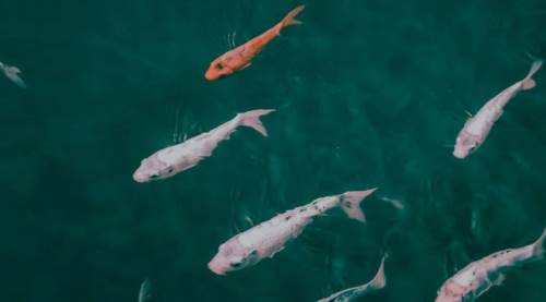 2026 balık avı yasağı takvimi açıklandı: Yasak ne zaman başlıyor, ne zaman sona eriyor?