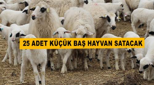 25 Adet Küçük Baş Hayvan Satacak