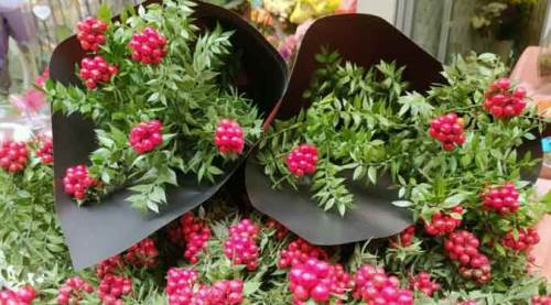 25 liraya ev sahibi olabilmek için çiçekçiye akın ediyorlar