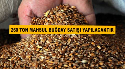 260 Ton Mahsul Buğday Satışı Yapılacaktır