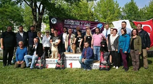 270 köpek Eskişehir'de kıyasıya yarıştı