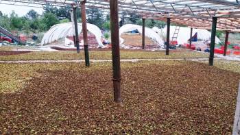 300 Kişiye İş İmkanı Sağlayan Girişimciye ’Elektrik Verilmiyor’ İddiası
