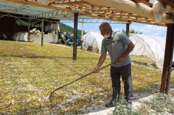 300 Kişiye İş İmkanı Sağlıyor, Ancak İş Yerine Elektrik Alamıyor
