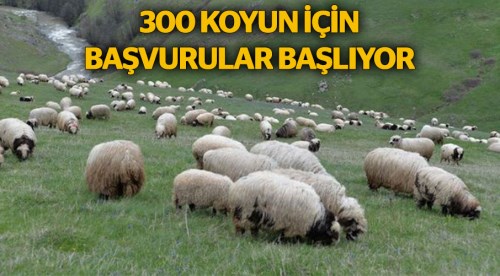 300 koyun için başvurular başlıyor