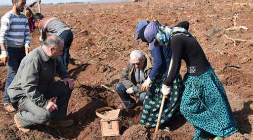 320 bin fidan dikimine başlandı