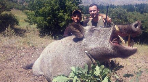 350 kilo ağırlığında domuz avladılar