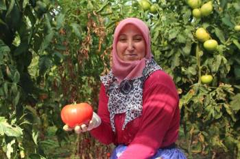 4 Ay Bebek Gibi Baktıkları Domatesleri Toplamaya Başladılar
