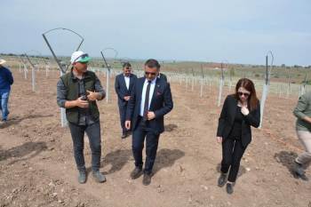 4 Bin Üzüm Fidanı Toprakla Buluşturuldu
