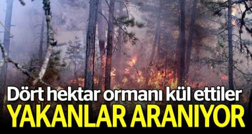 4 hektar kül oldu, yakanlar aranıyor!