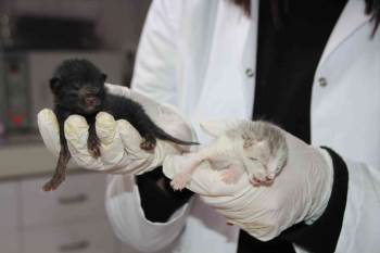 4 Kedi Birbirine Kordon Bağıyla Yapışık Doğdu
