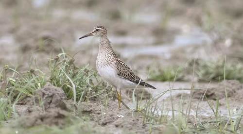 4 yıl aradan sonra ilk kez görüntülendi