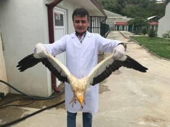 40’A Yakın Yaban Hayvanı Tedavi Edilerek Doğal Yaşam Alanlarına Bırakıldı
