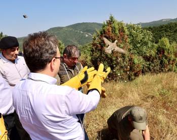 400 Kınalı Keklik Doğaya Salındı
