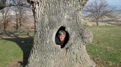 400 yıllık gövdesi boş meşe ağacı ilgi odağı	