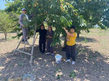 43 Yıllık Geçim Kaynağı Olan ’Napolyon’ Cinsi Kirazın Hasadına Başladı
