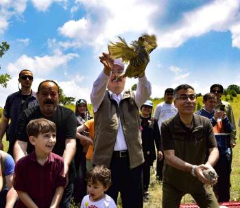 475 Kınalı Keklik Doğaya Salındı
