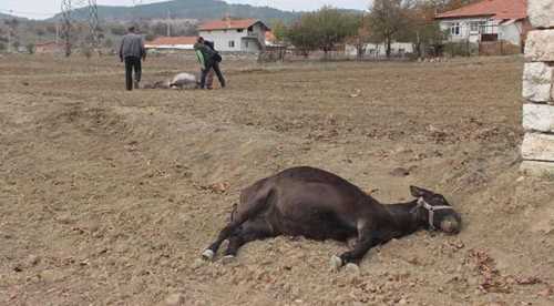 5'i de av tüfeği ile öldürüldü