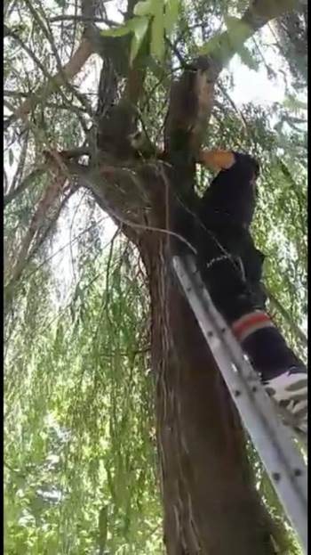 5 Metrelik Ağaçtan İnemeyen Kediyi İtfaiye Ekipleri Kurtardı
