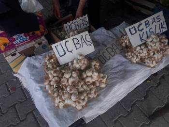 50 Yıldır Sarımsak Üretiyor
