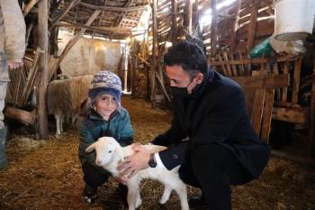 6 Büyükbaş Hayvanla Başladı, Sayıyı 5’E Katladı
