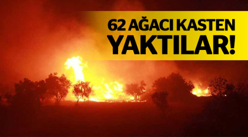 62 adet ağacı kasten yaktılar!