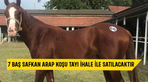 7 baş safkan arap koşu tayı ihale ile satılacaktır