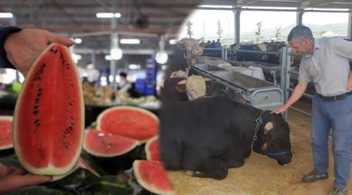 7 kişi bir danaya değil, 2 kişi bir karpuza 