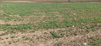 835 Bin 750 Kök İzinsiz Haşhaş Eken 4 Kişi Jandarma Tarafından Yakalandı
