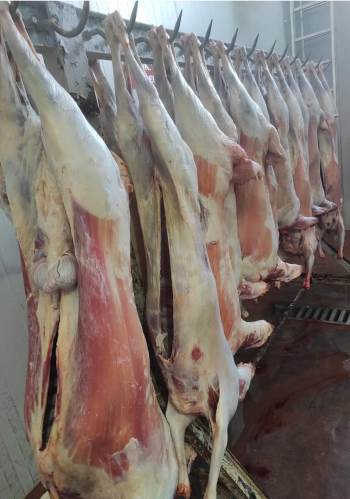 89 Küçükbaş Hayvan Kesilerek Afet Bölgesine Gönderildi
