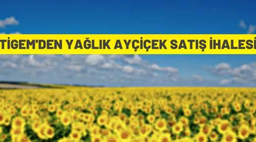 920.000 kilogram mahsul yağlık ayçiçeği ihaleyle satılacak