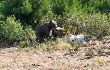 Aç Kalan Ayını Orman İşçileri Besledi
