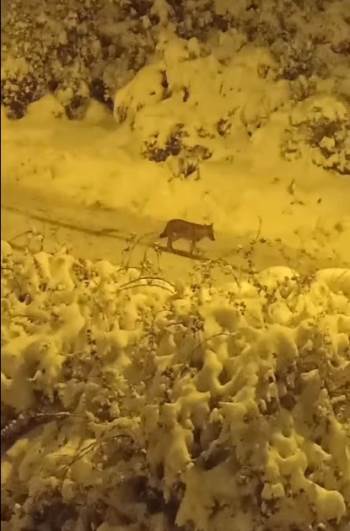 Aç Kalan Çakallar Şehre İndi
