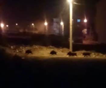 Aç Kalan Domuzlar Mahalleye İndi
