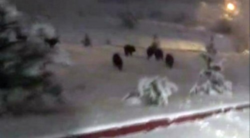 Aç kalan domuzlar üniversiteye indi