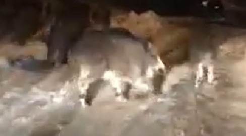 Aç kalan onlarca domuz kasabaya indi