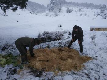 Aç Kalan Yaban Hayvanları İçin Doğaya Yem Bırakıldı
