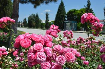 Açan Güller Adeta Kartpostallık  Bir Görüntü Oluştu
