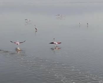 Acıgöl’Ün Sahipleri Böyle Görüntülendi
