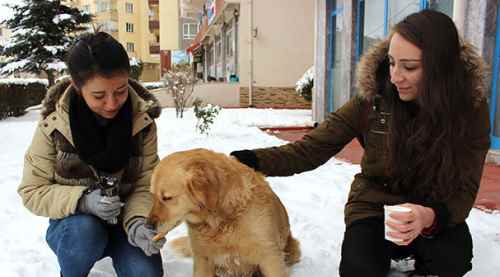 Acıkan köpeği elleri ile beslediler