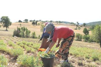 Adaçayı Hasadı Başladı
