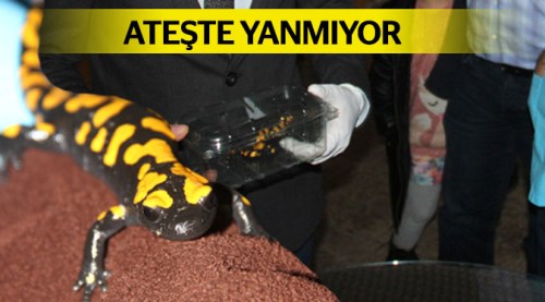 Adana'da bulundu görenler şok oldu!